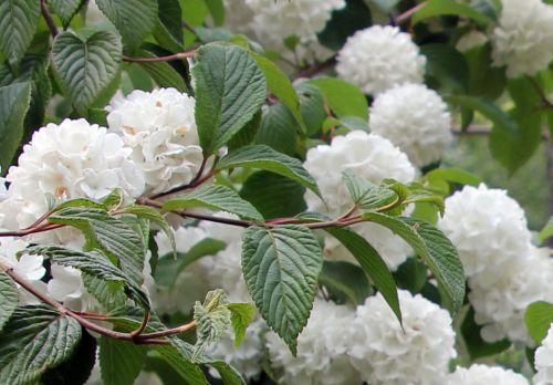 vib plic 1 boule détail gdes bruy 8 mai 2011 160.jpg