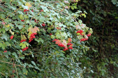 9 viburnum trifouilly 22 sept 2010 023.jpg