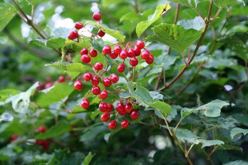 6 viburnum trifouilly 5 août 2008 046.jpg