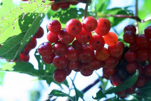 7 viburnum 27 août 2008 060.jpg