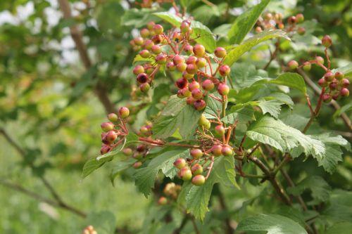 4 viburnum opulus 30 juin 2012 160.jpg