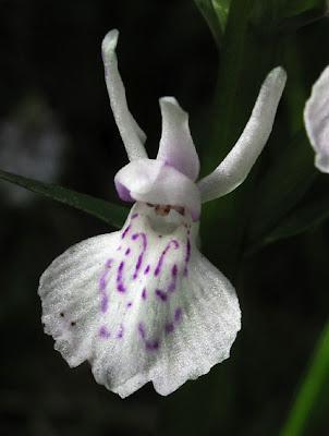 Orchidées vosgiennes 1 : Dactylorhiza maculata
