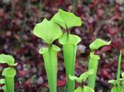 Sarracenia flava rugelii ligne