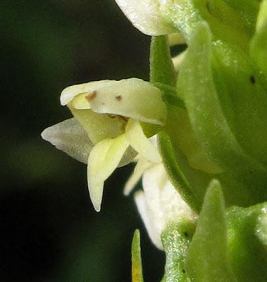 Orchidées vosgiennes 2 : Pseudorchis albida