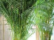 Palmier, plante d'été