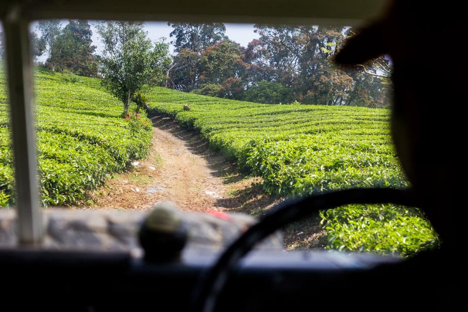 Dans les champs de thé de la campagne javanaise