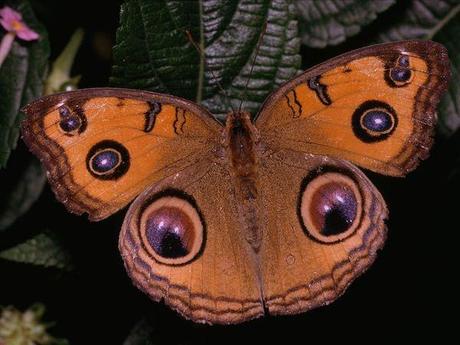 Papillons qui papillonnent