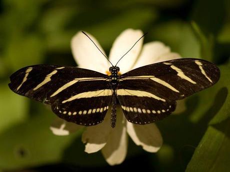 Papillons qui papillonnent