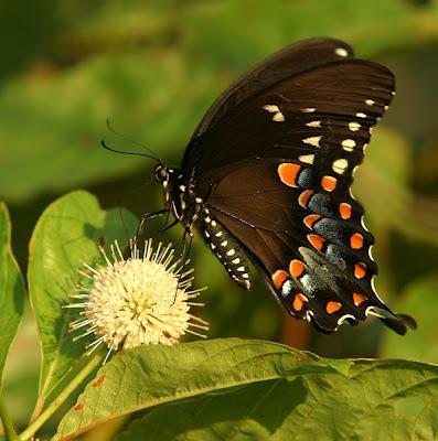 Papillons qui papillonnent