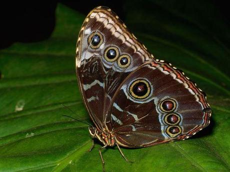 Papillons qui papillonnent