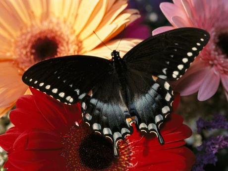 Papillons qui papillonnent