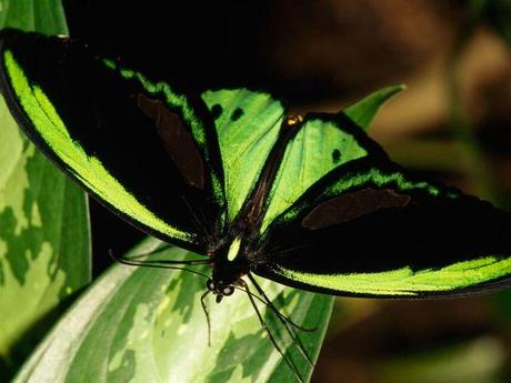 Papillons qui papillonnent