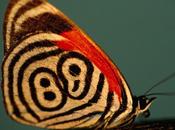 Papillons papillonnent