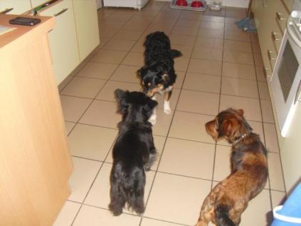 La belle aventure de Gadou