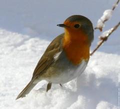 oiseau-rouge-gorge-04.jpg