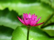 jardin Botanique Guadeloupe