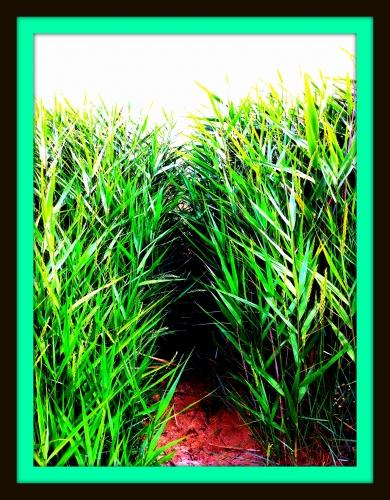 arca et grave 033 88.jpg