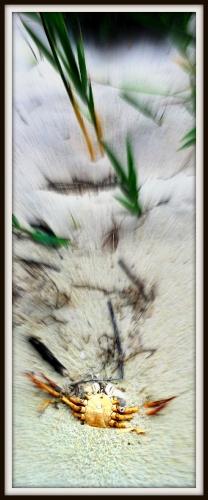 arca et grave 035 8.jpg