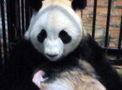 Mort bébé panda semaine dernière Japon