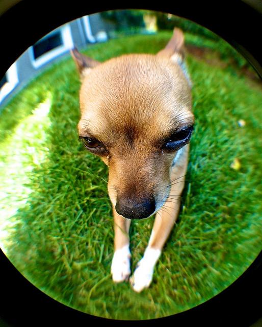 anteketborka.blogspot.com,mio15