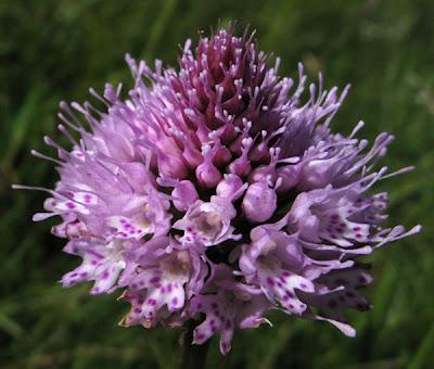 Orchidées vosgiennes 4 : Trausteinera globosa