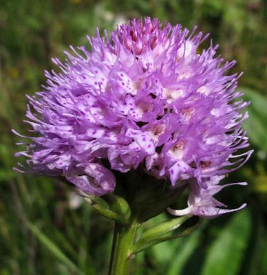 Orchidées vosgiennes 4 : Trausteinera globosa