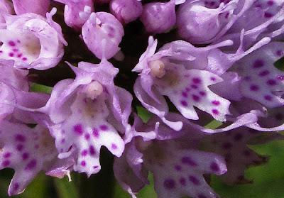 Orchidées vosgiennes 4 : Trausteinera globosa