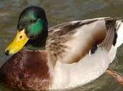 C'est tout d'être canard