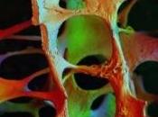 Ménopause: consommation modérée d’alcool peut prévenir perte osseuse