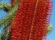graines Banksia endormies depuis plus refleuriront-elles