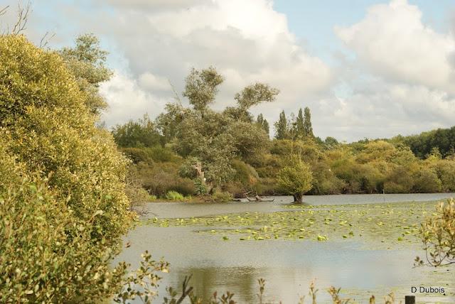 Lac de Grand lieu