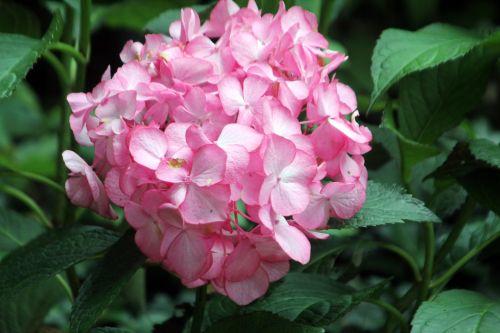 3 hydrangea salsa veneux 10 juil 2012 018.jpg