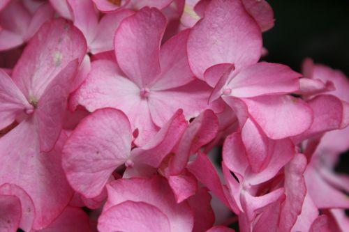4 hydrangea salsa veneux 10 juil 2012 025.jpg