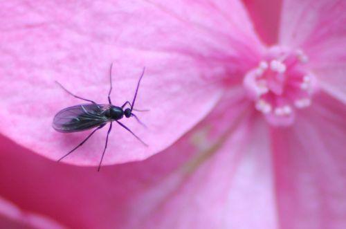 bestiole veneux 10 juil 2012 029.jpg