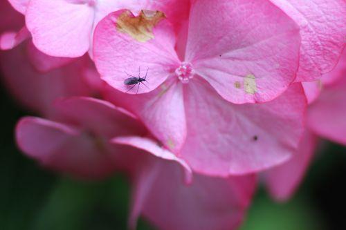 6 hydrangea salsa veneux 10 juil 2012 029.jpg