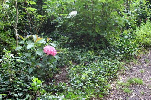 1 hydrangea salsa veneux 10 juil 2012 001.jpg