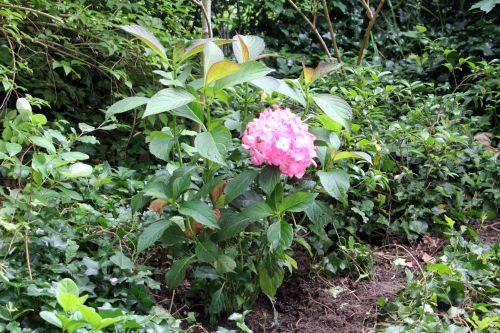 2 hydrangea salsa veneux 10 juil 2012 003.jpg