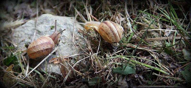 baby-snails.jpg