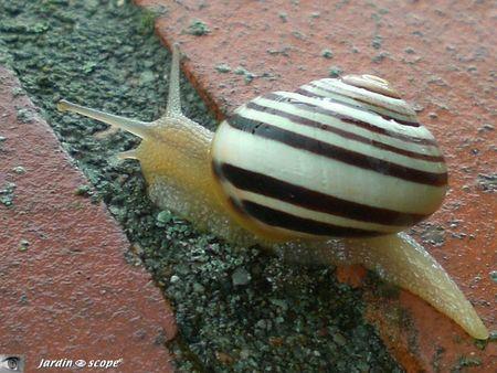 Escargot des haies • Cepaea hortensis