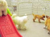 hôtel pour ébats amoureux chiens