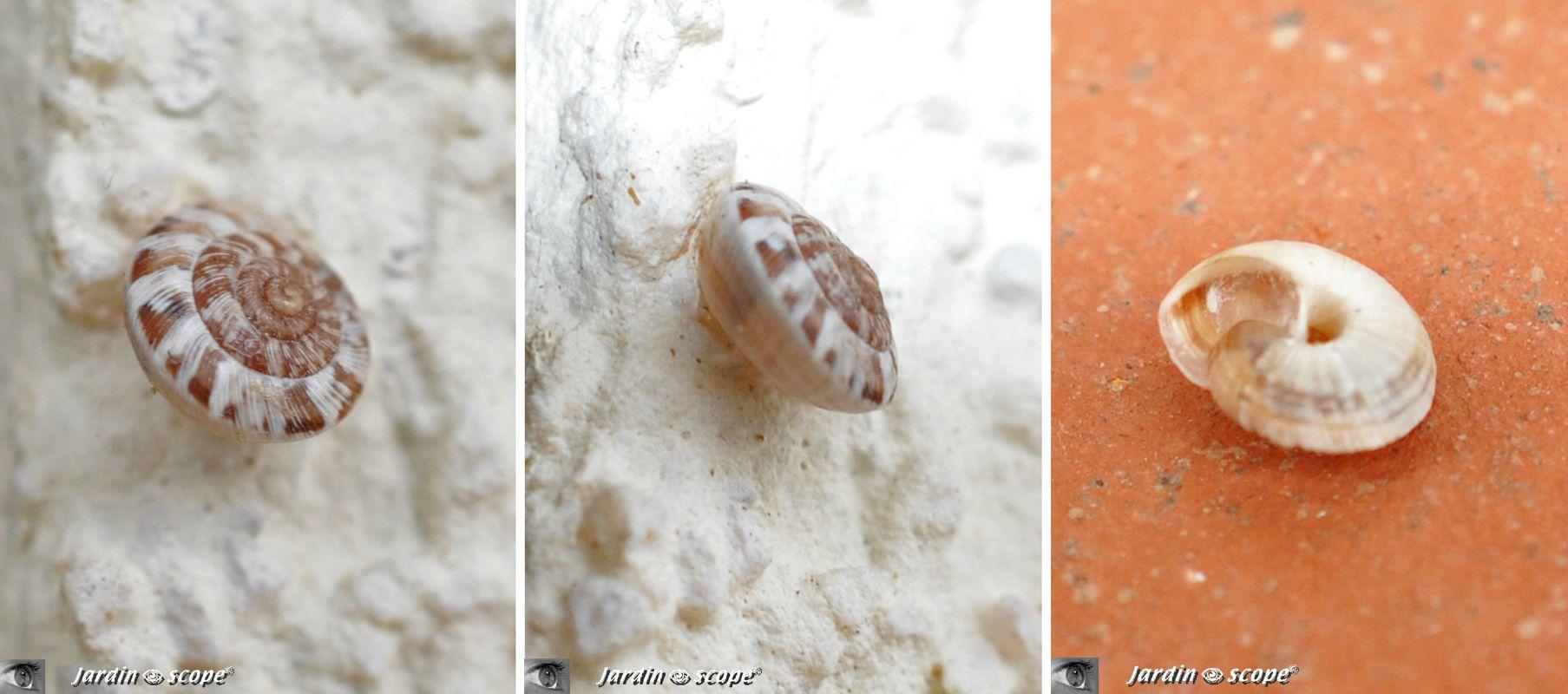 Bouton commun • Discus rotundatus