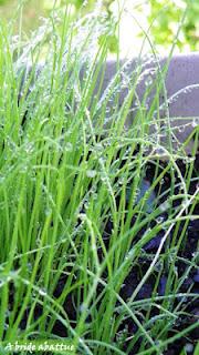 Truffes au thon pour Bercy