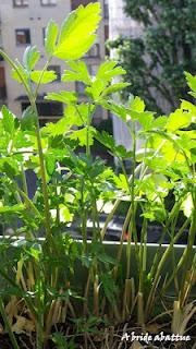 Truffes au thon pour Bercy