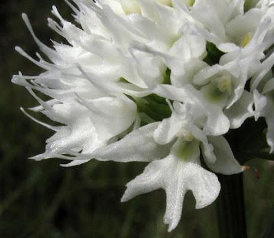 Orchidées vosgiennes 5 : Trausteinera globosa hypochrome