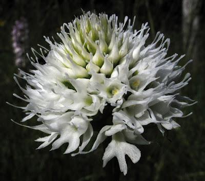 Orchidées vosgiennes 5 : Trausteinera globosa hypochrome