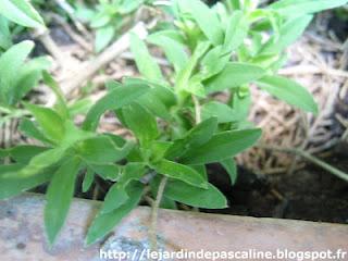 Bouture d'oeillet réussie !