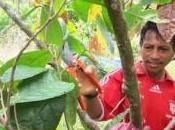 Colombie promesse d’un avenir meilleur pour paysans Putumayo grâce culture cacao