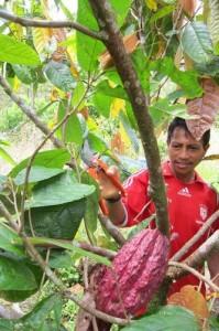 Colombie : promesse d’un avenir meilleur pour les paysans du Putumayo grâce à la culture du cacao