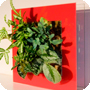 Améliorer l’air de votre bureau avec les cadres végétaux