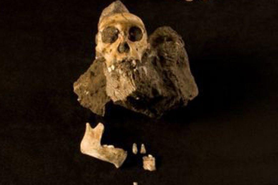 Karabo: découverte d’un squelette «pré-humain» unique